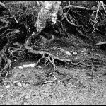 Roots