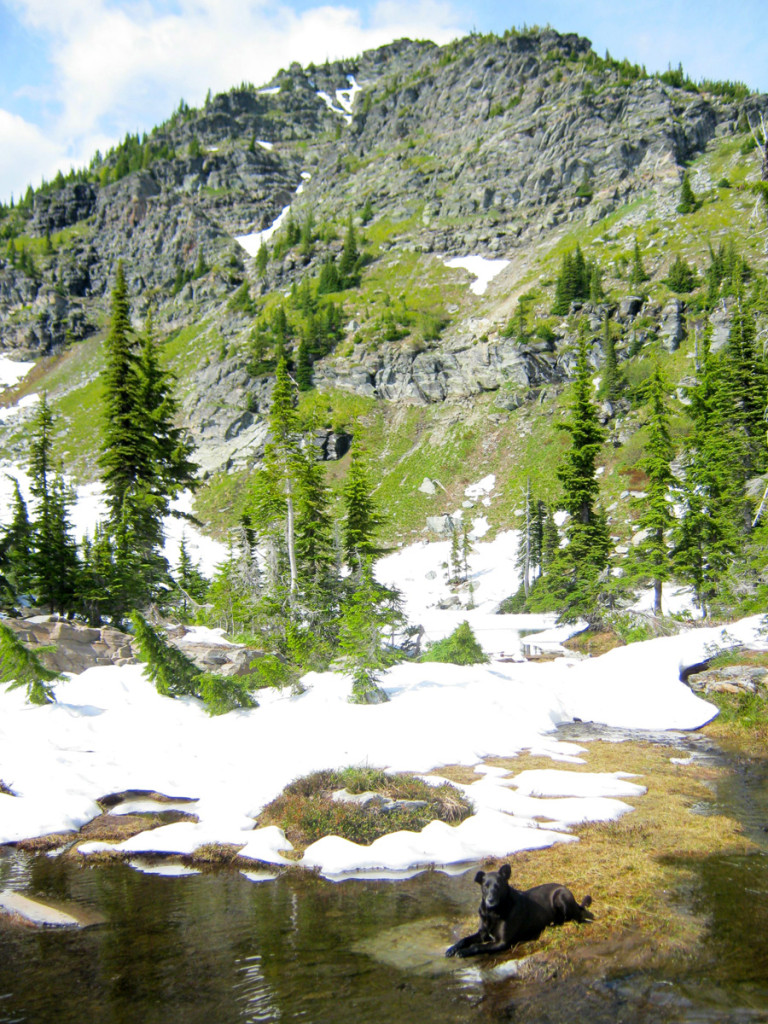 My dog 'Snow' cooling off in the cold stream. St. Paul Peak looms in the background.